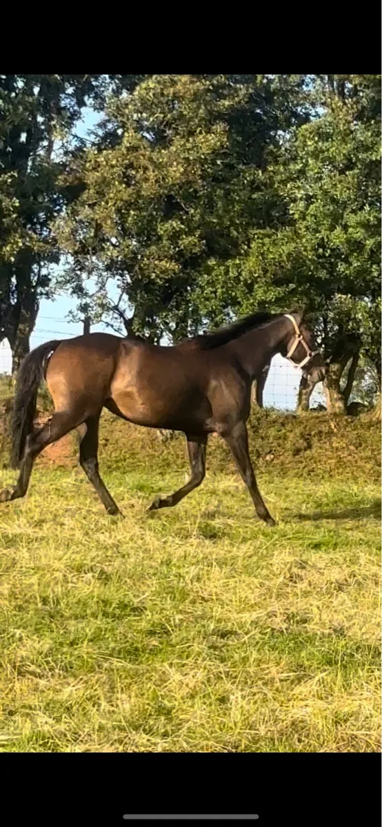 Tb mare - Image 4