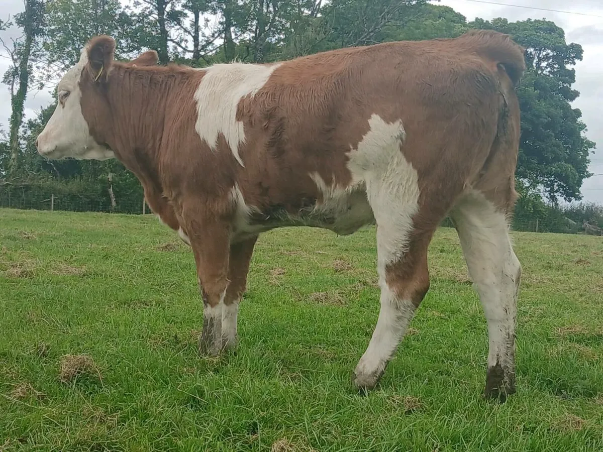 🌟Super Breeding Heifer 🌟 - Image 2