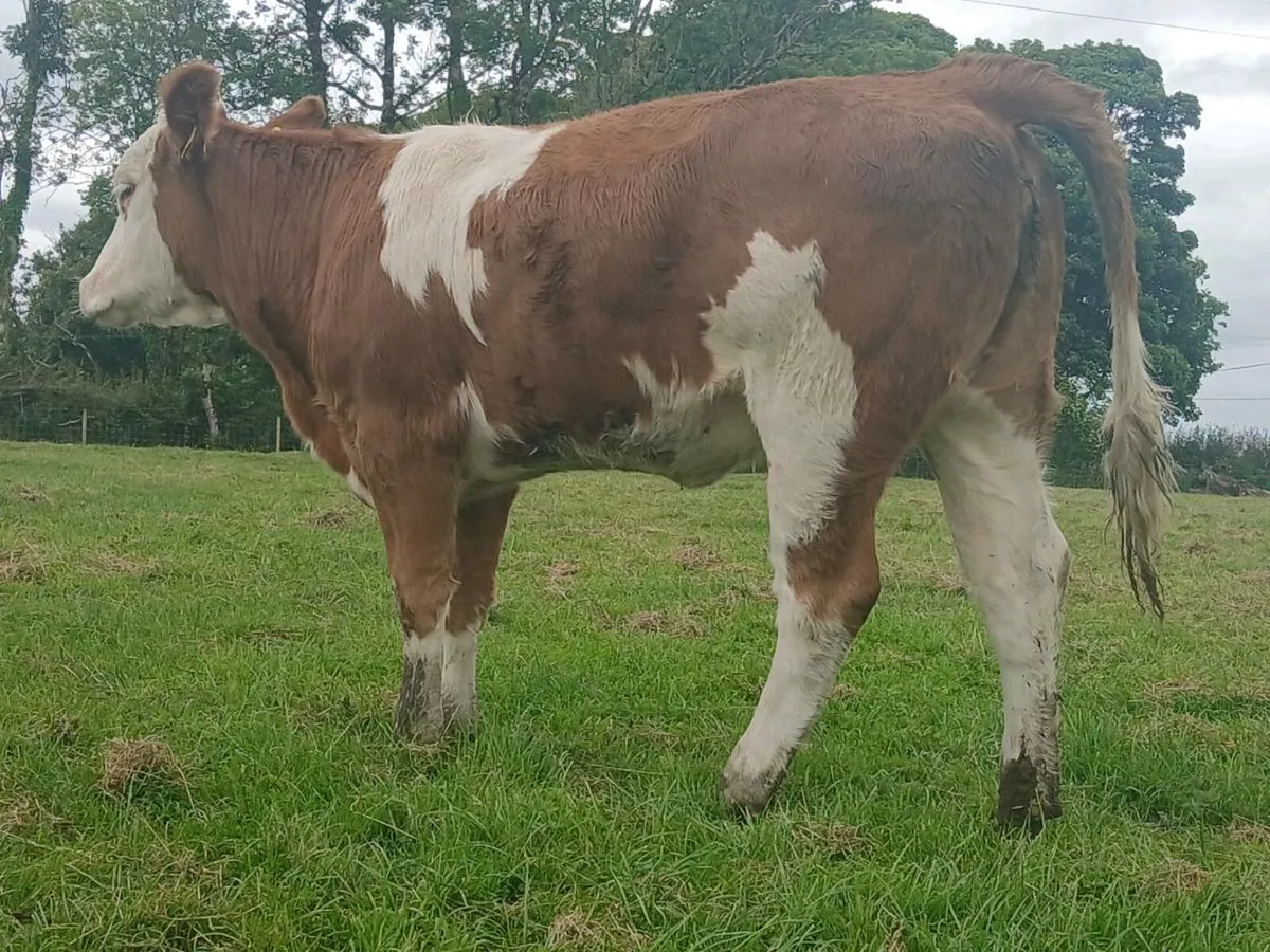 🌟Super Breeding Heifer 🌟 - Image 4