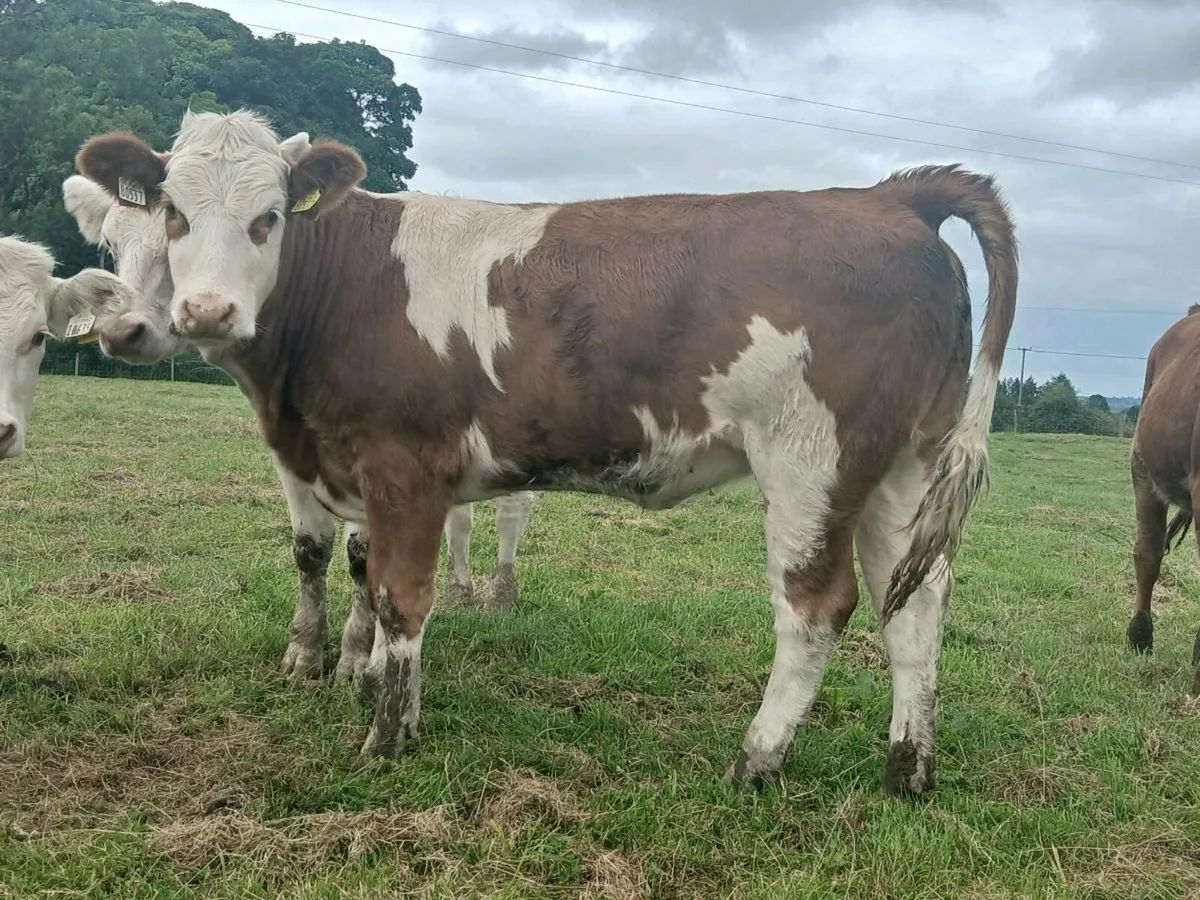 🌟Super Breeding Heifer 🌟 - Image 1