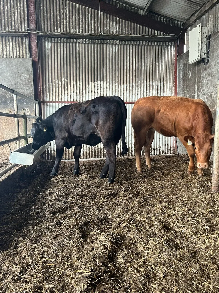 Organic Hiefers -Ballina mart Tuesday 29th of July - Image 1