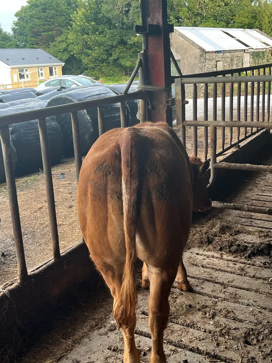 Organic Hiefers -Ballina mart Tuesday 29th of July - Image 2
