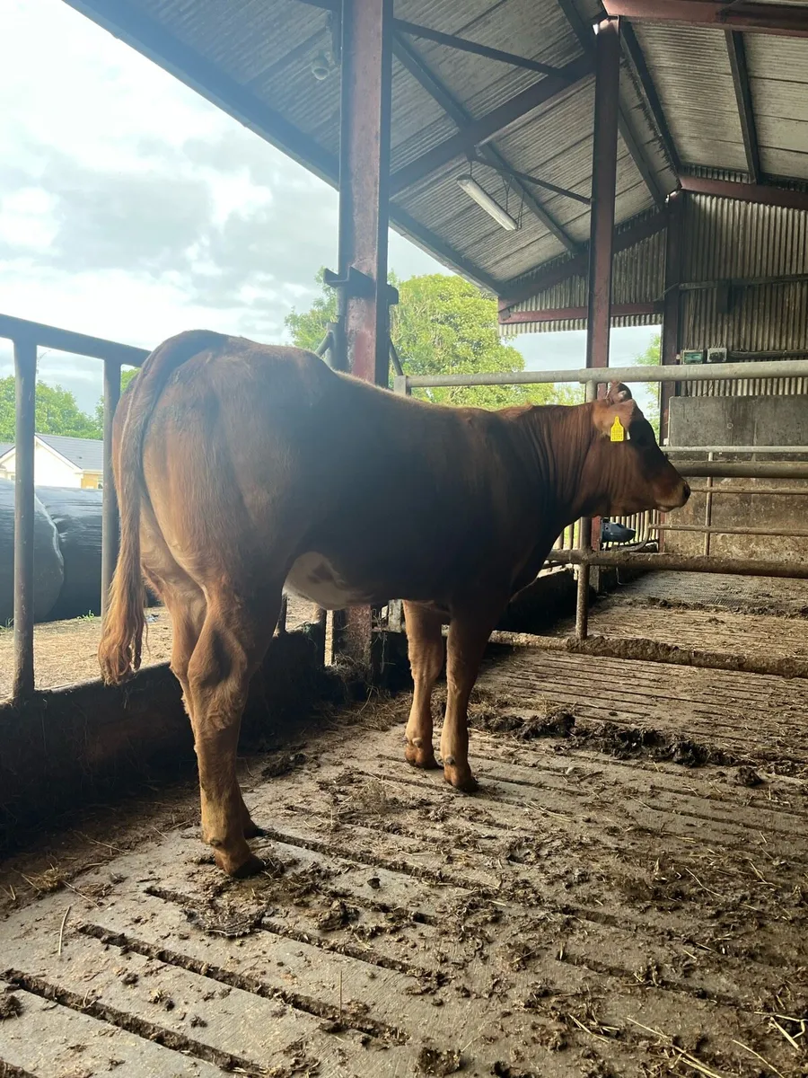 Organic Hiefers -Ballina mart Tuesday 29th of July - Image 3