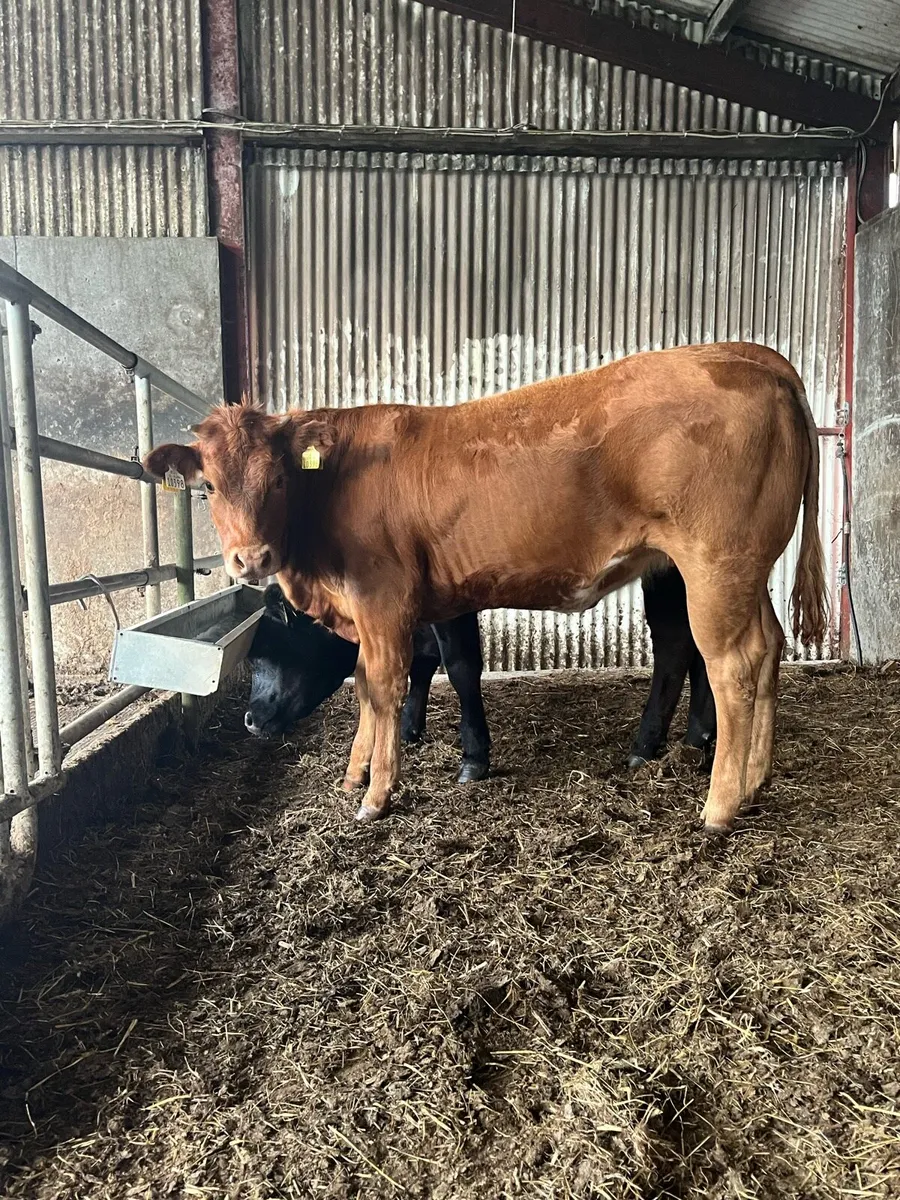 Organic Hiefers -Ballina mart Tuesday 29th of July - Image 4