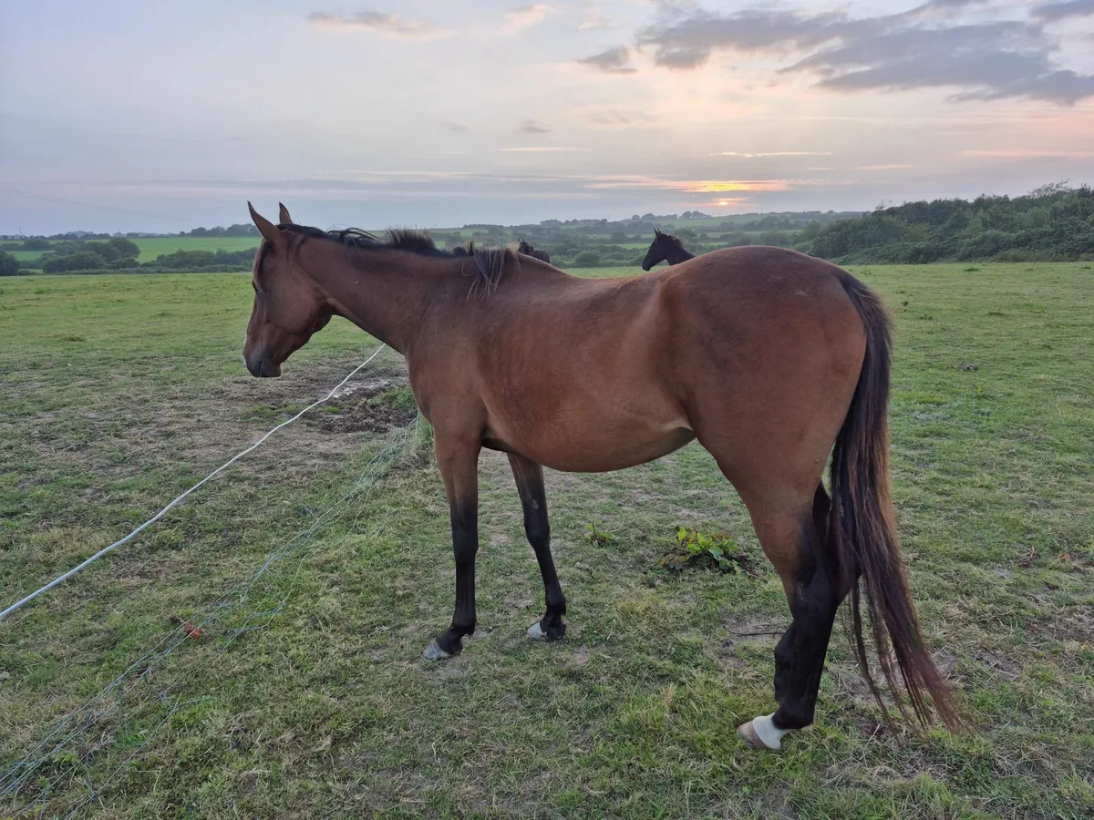 Horse