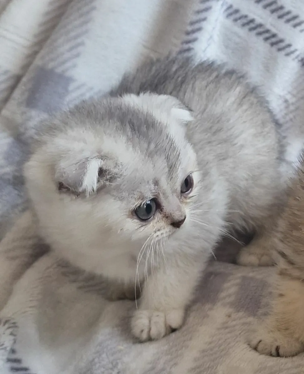 One Scottish fold female left - Image 2