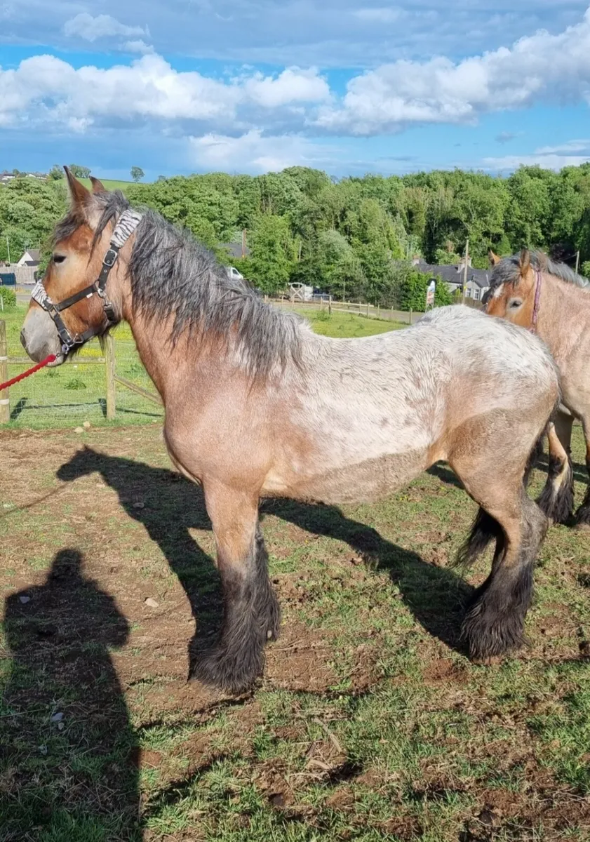 2 year old Belgium draft filly - Image 2
