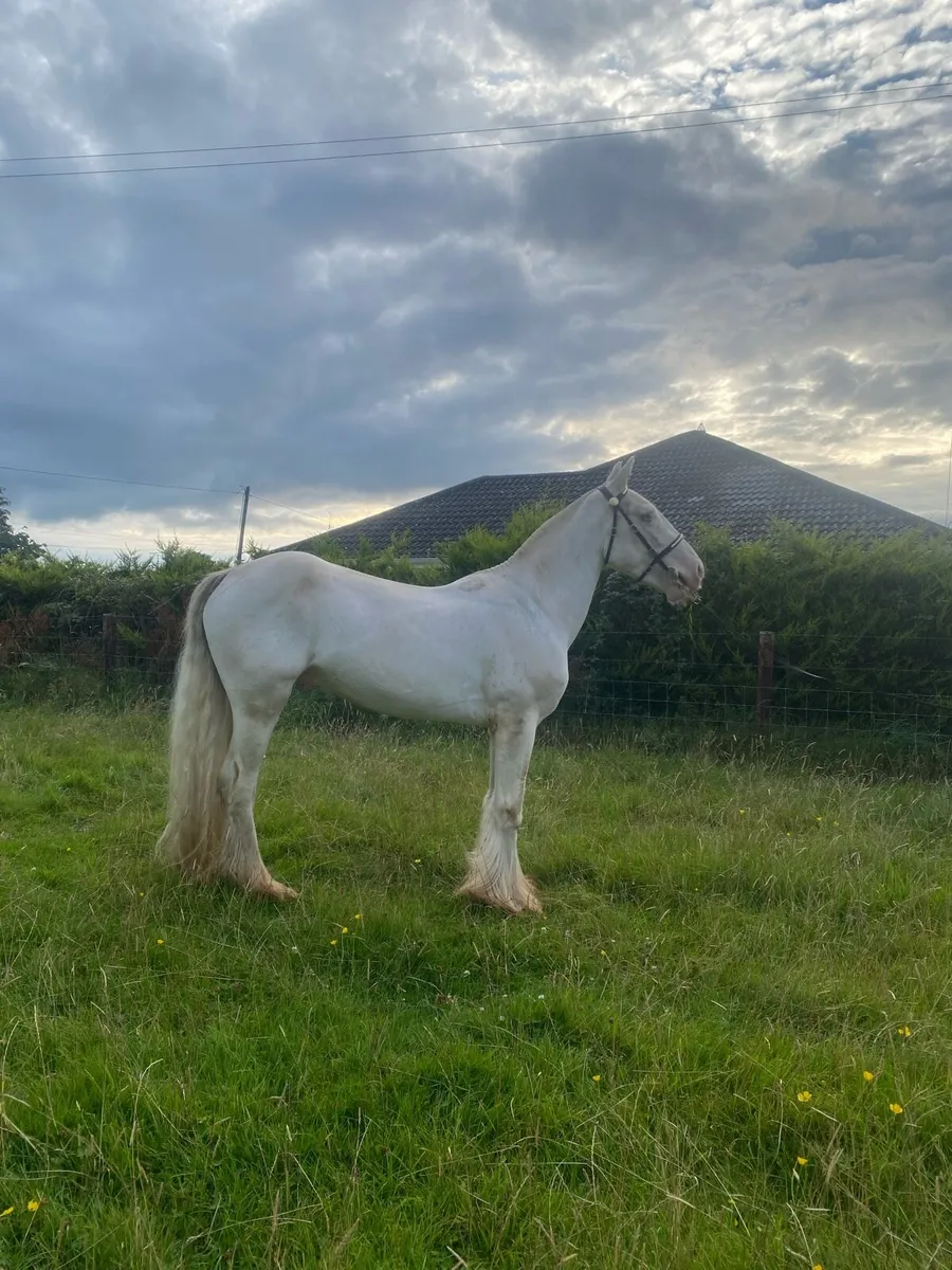 🇮🇪Splash cob🇮🇪 - Image 1