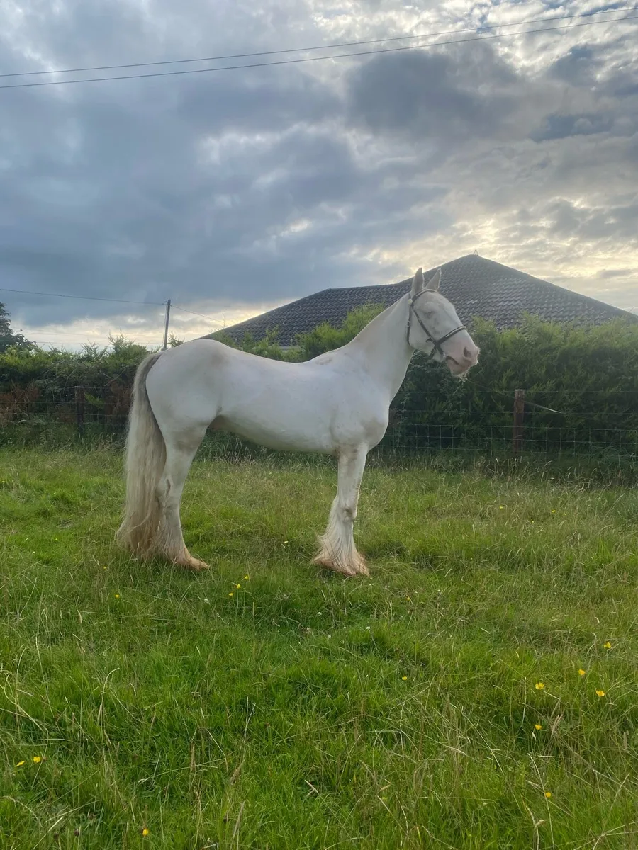 🇮🇪Splash cob🇮🇪 - Image 2