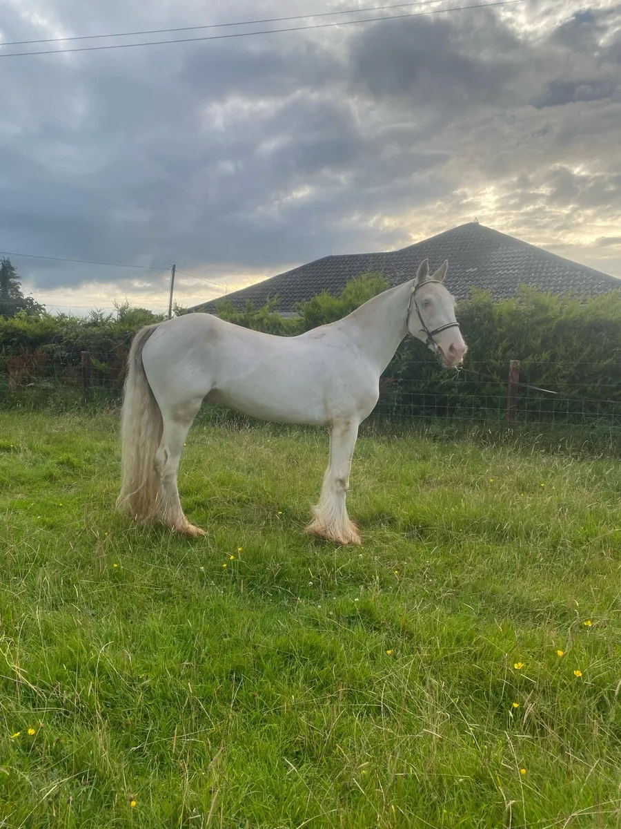 🇮🇪Splash cob🇮🇪 - Image 3