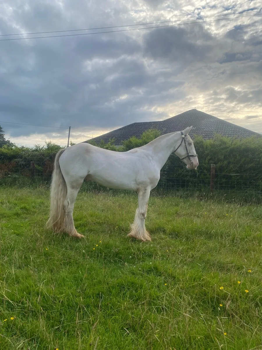 🇮🇪Splash cob🇮🇪 - Image 4