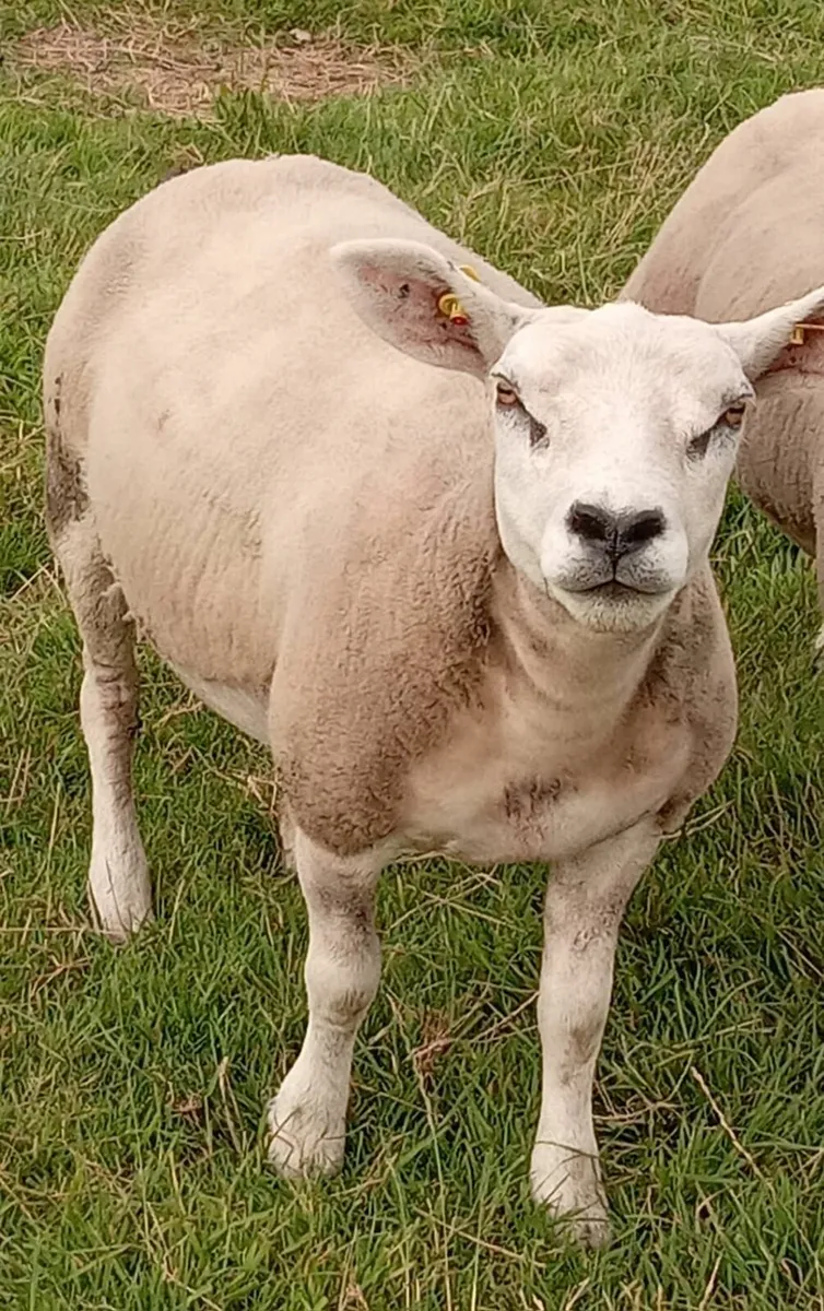 PBR Texel Hoggets - Image 1