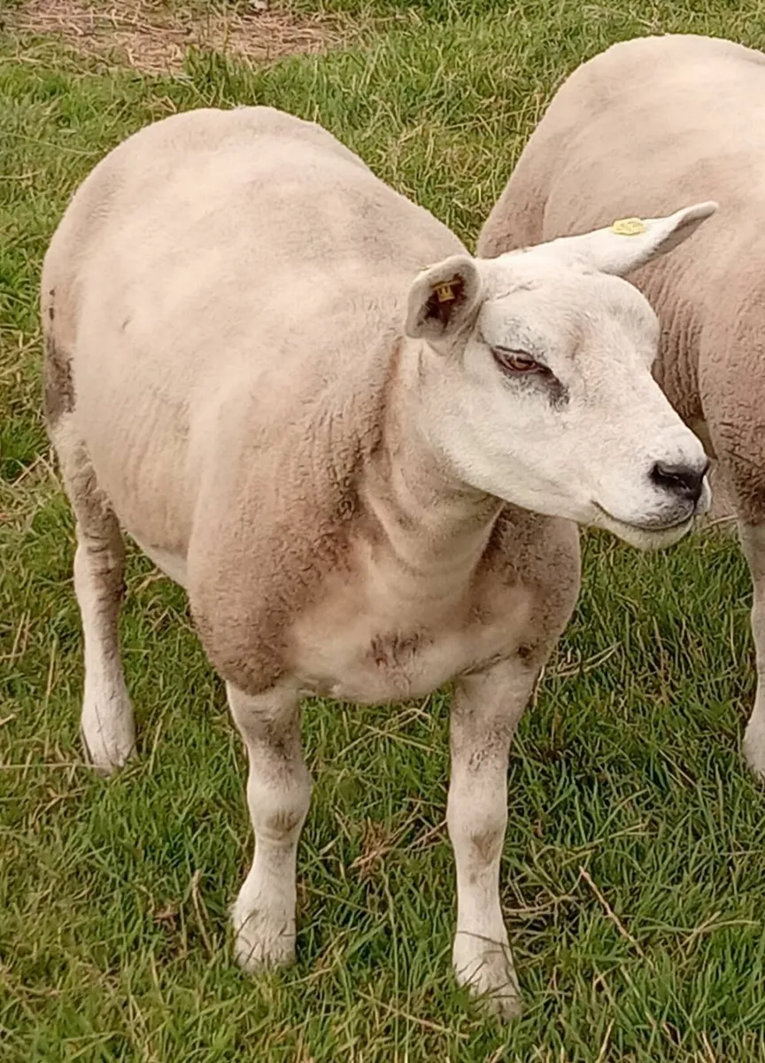 PBR Texel Hoggets - Image 3