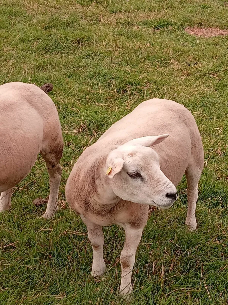 PBR Texel Hoggets - Image 4