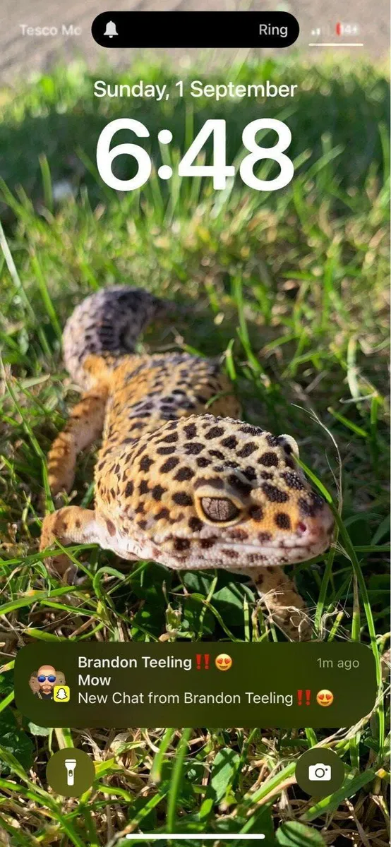 Male adult leopard gecko and 3ft tank - Image 1