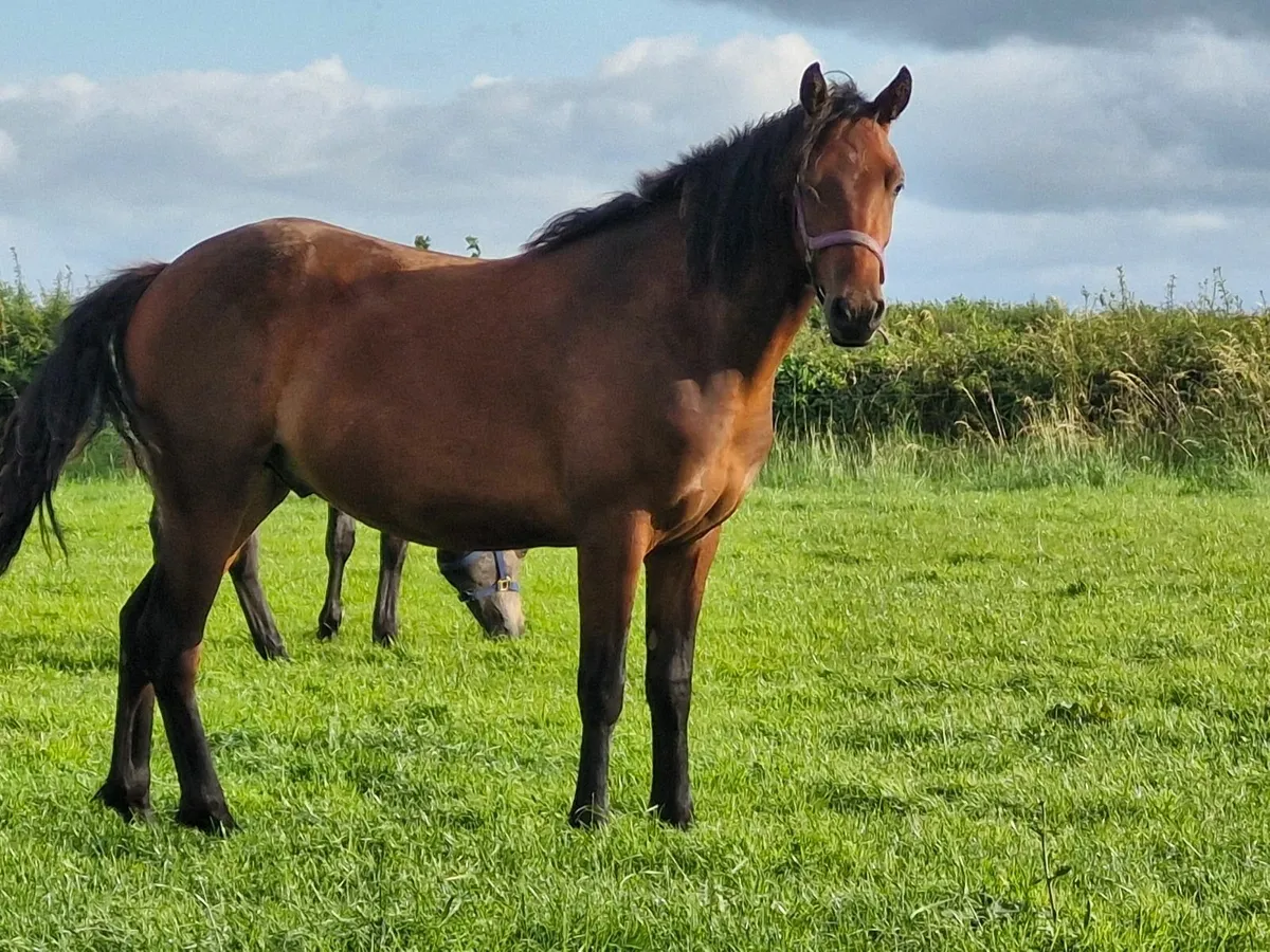 Connemara Gelding - Image 2