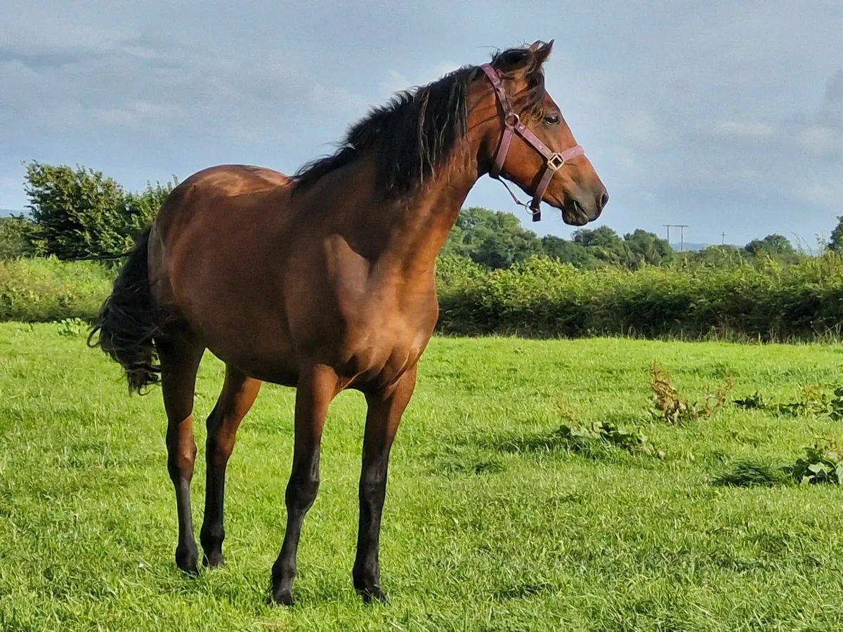 Connemara Gelding - Image 3