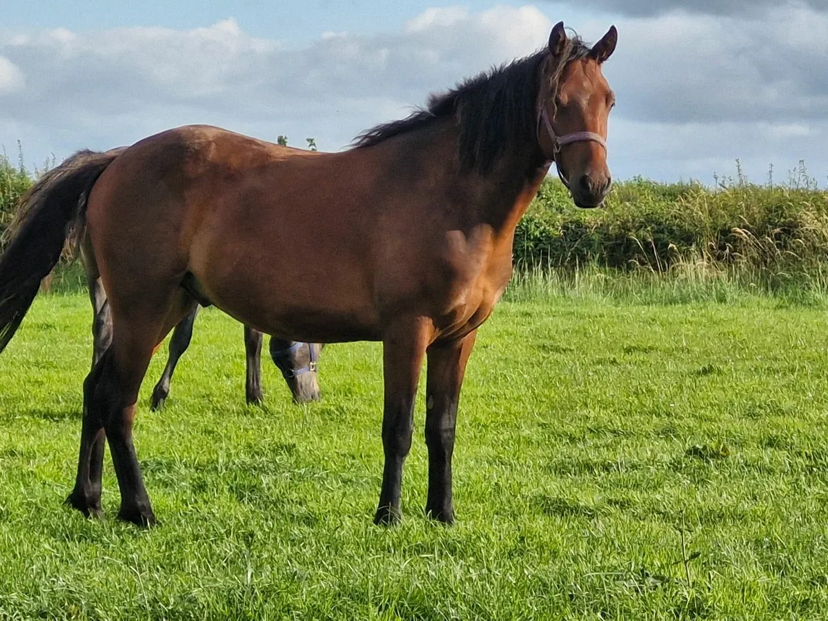 Connemara Gelding - Image 4