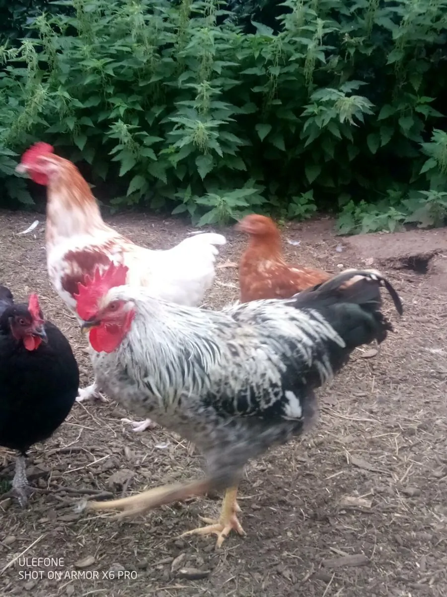 Drake's and Roosters. - Image 4