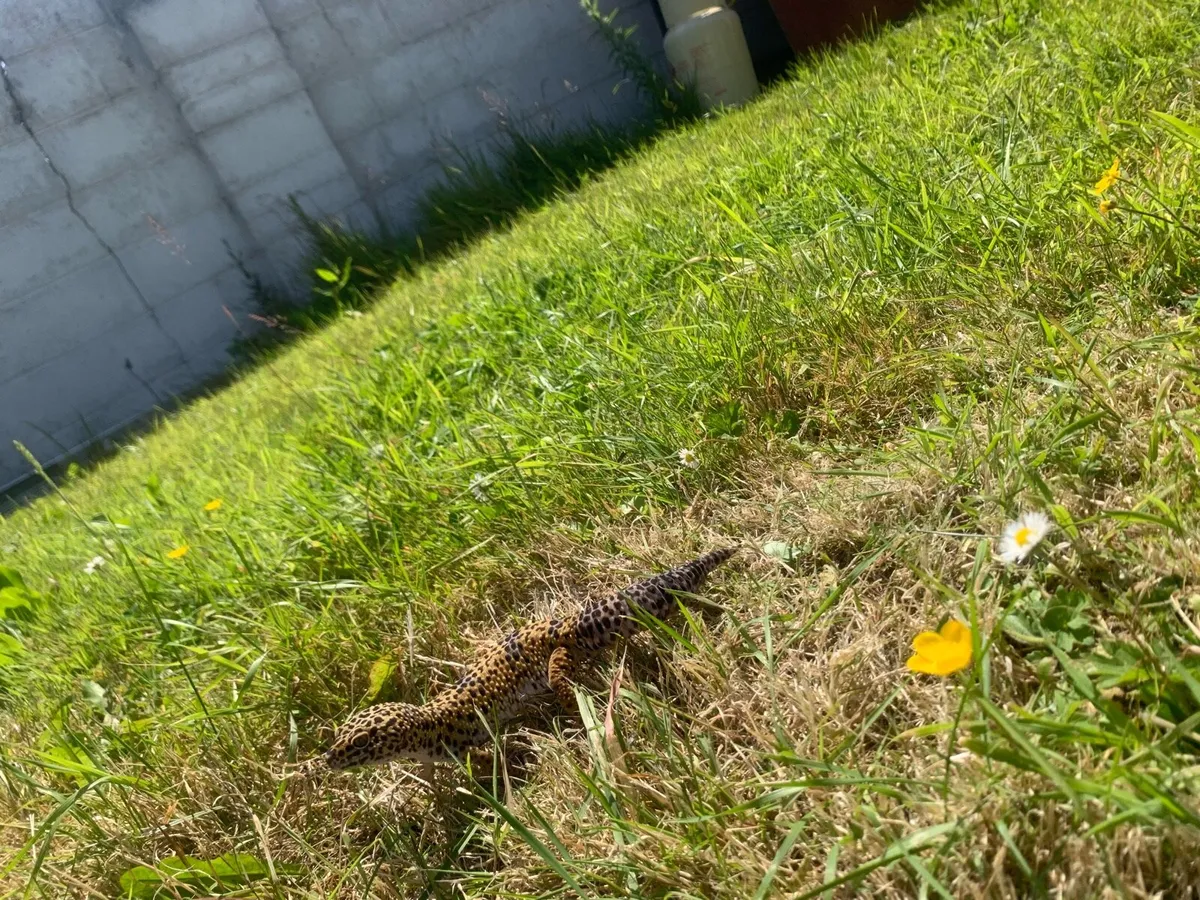 Male adult leopard gecko and 3ft tank - Image 2