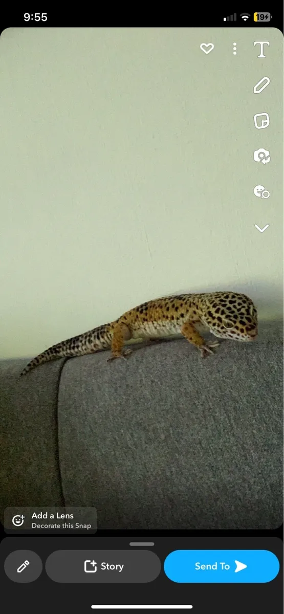 Male adult leopard gecko and 3ft tank - Image 3
