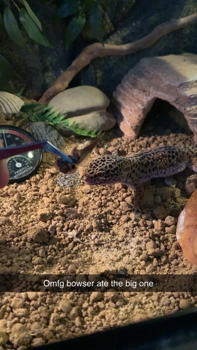 Male adult leopard gecko and 3ft tank - Image 4