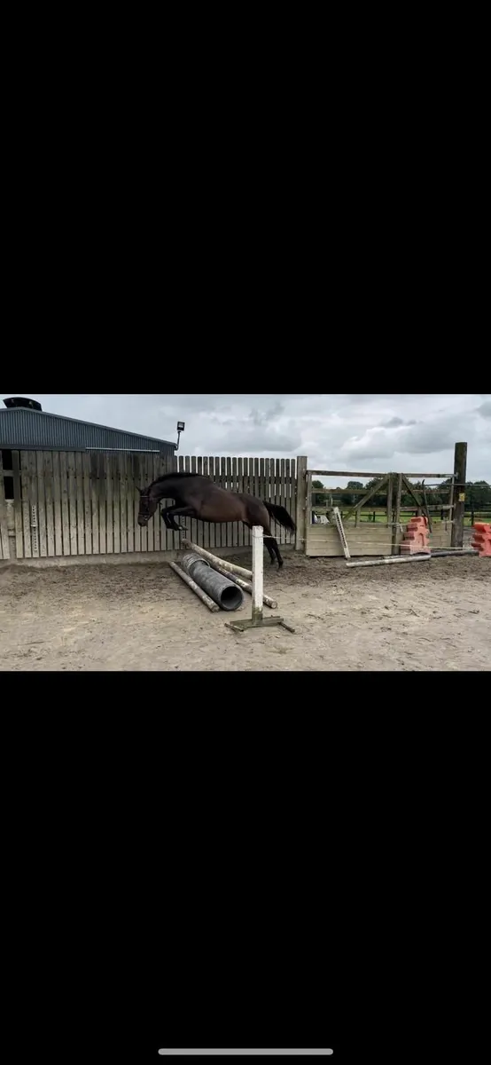 Mermus R  filly - Image 2