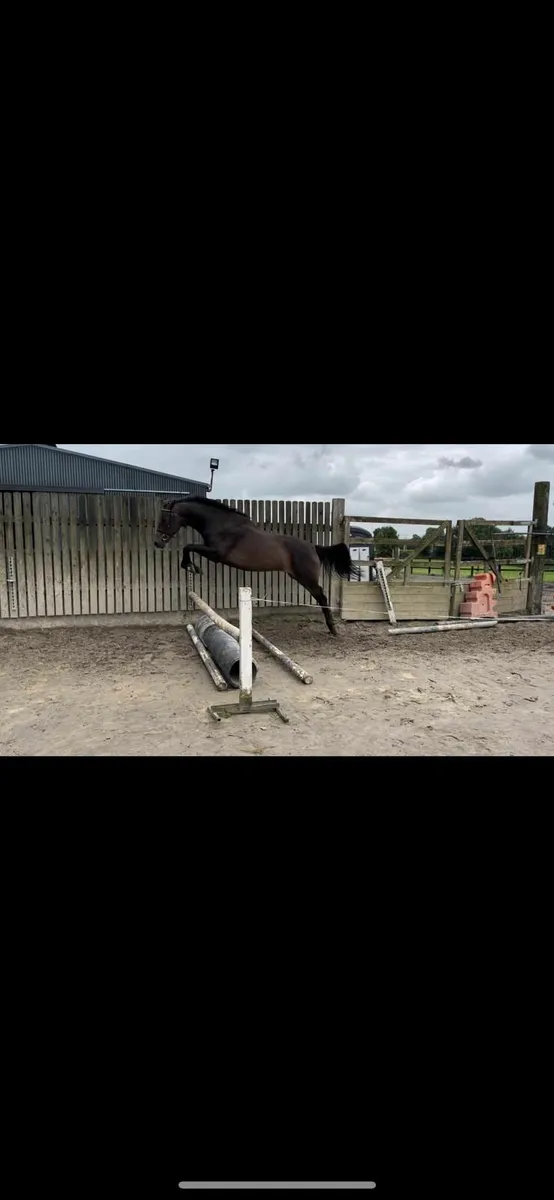 Mermus R  filly - Image 1