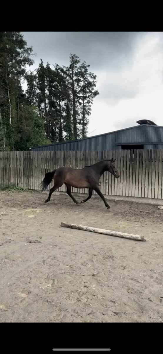 Mermus R  filly - Image 4