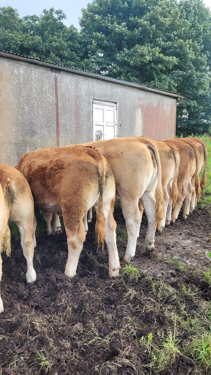 WELL BRED WEANLINGS - Tuam Mart 28th July - Image 1