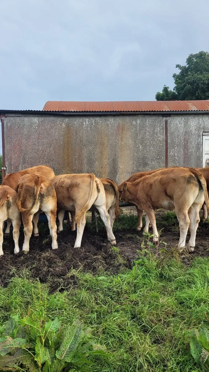 WELL BRED WEANLINGS - Tuam Mart 28th July - Image 2