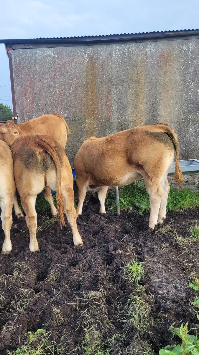 WELL BRED WEANLINGS - Tuam Mart 28th July - Image 3
