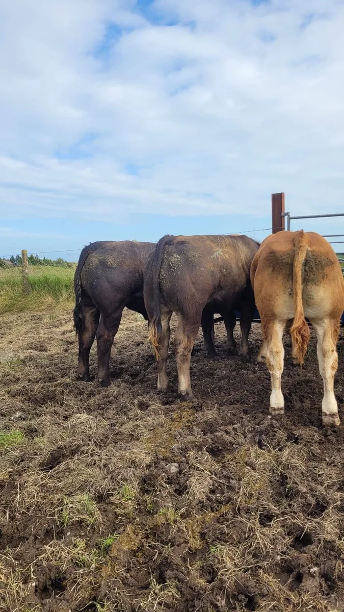 WELL BRED WEANLINGS - Tuam Mart 28th July - Image 4