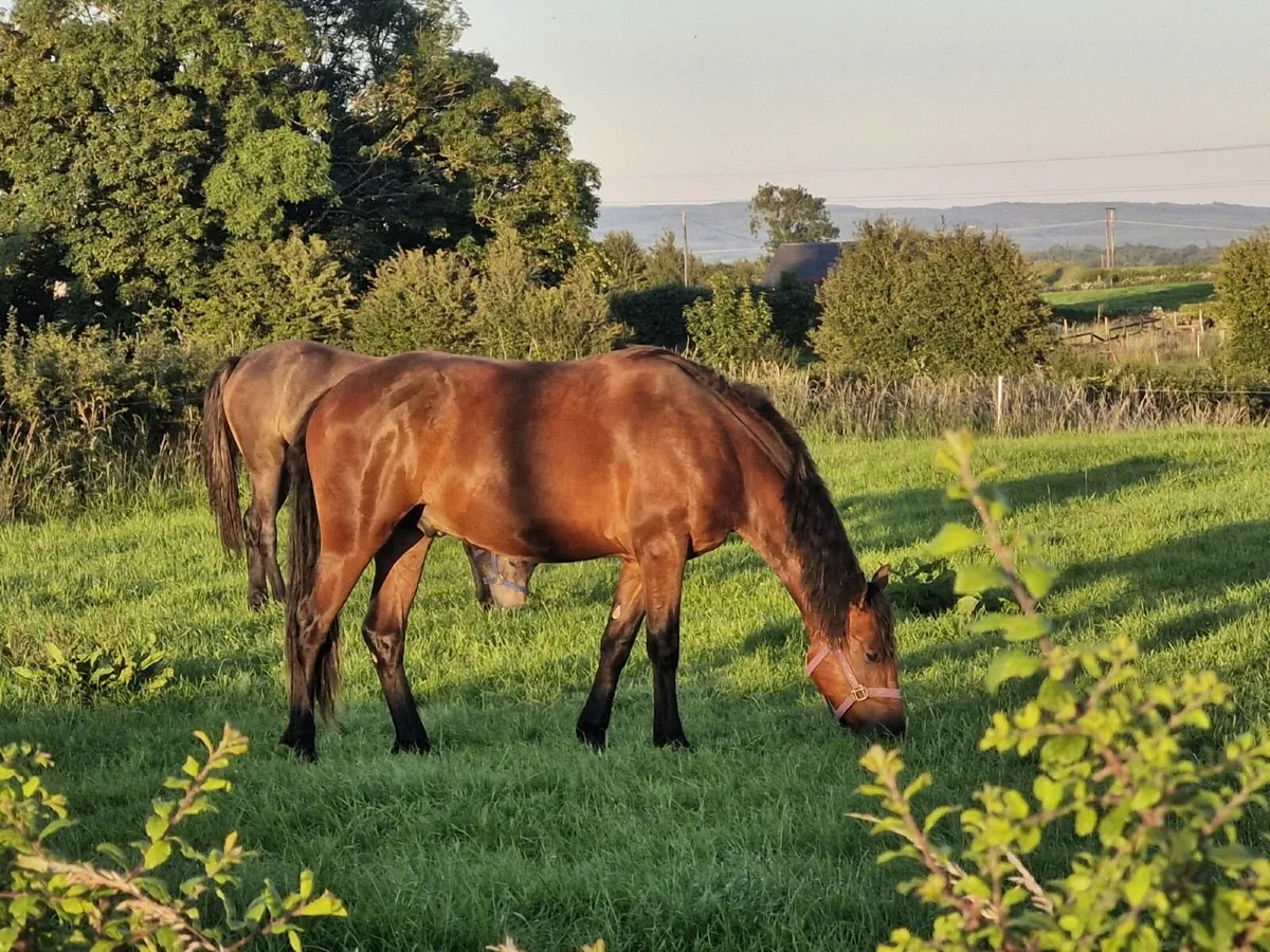 Connemara Gelding - Image 1