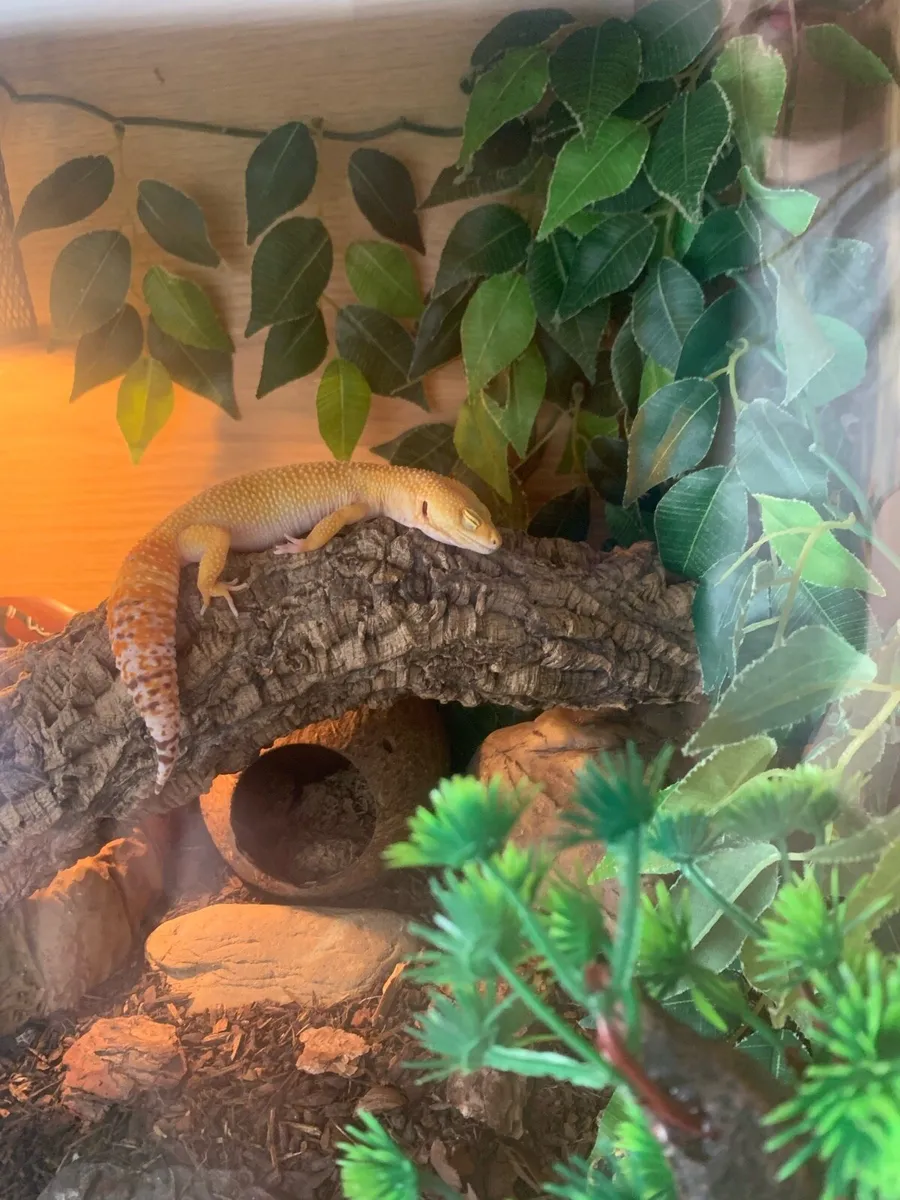 Female leopard gecko and tank (optional)