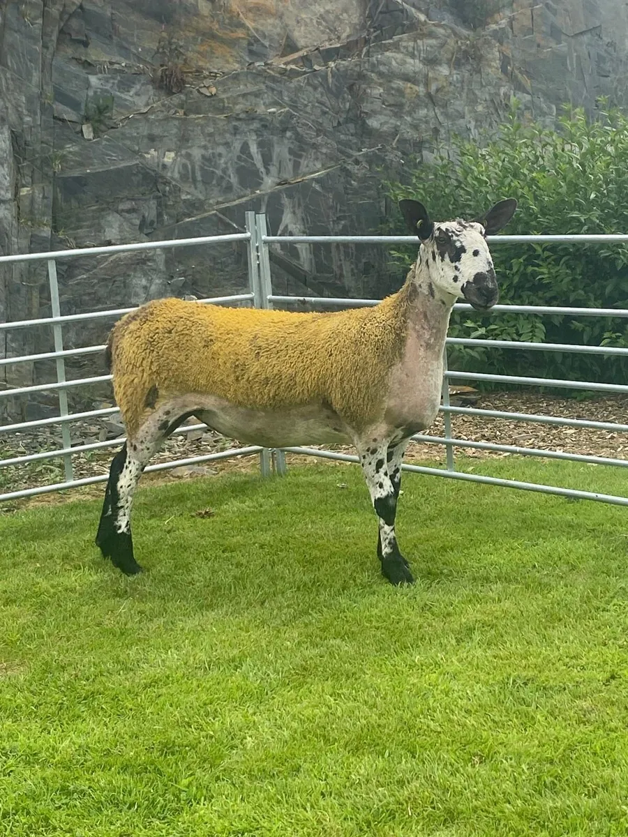 Sheep - Image 1