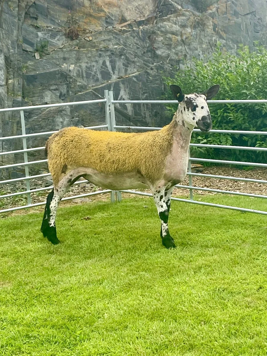 Sheep - Image 2