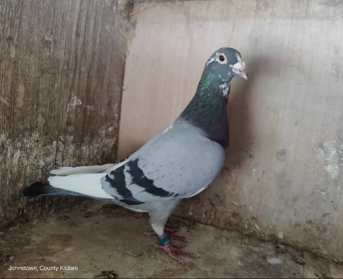 Pigeons - Image 3