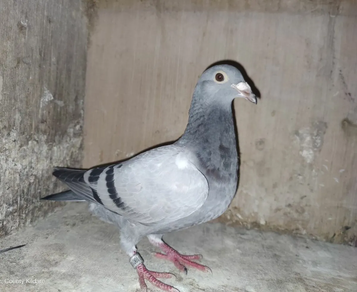 Pigeons - Image 4
