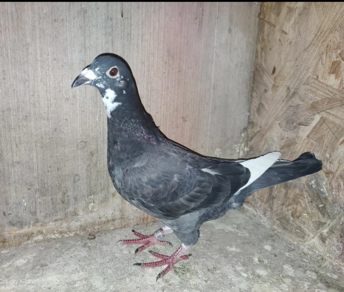 Pigeons - Image 1