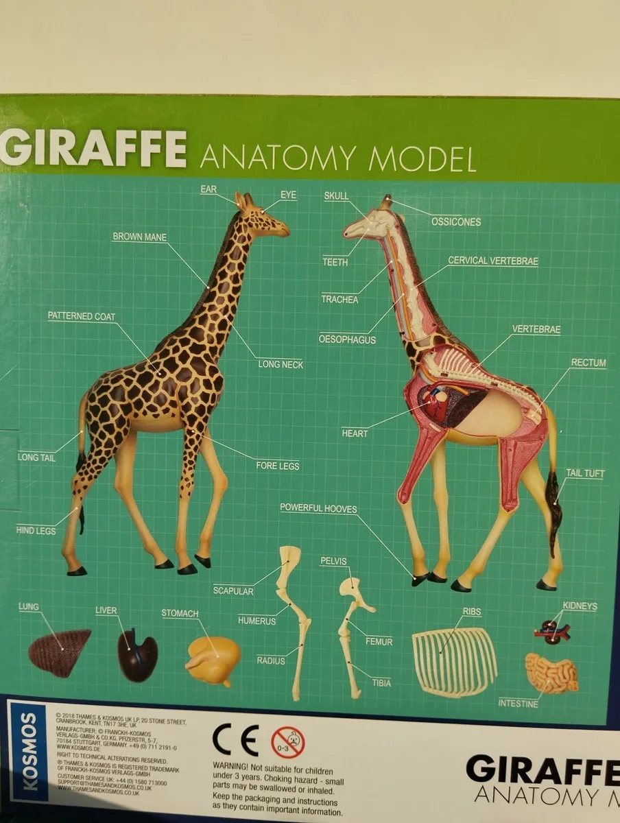 Giraffe Anatomy Model by Thames & Kosmos - Image 4