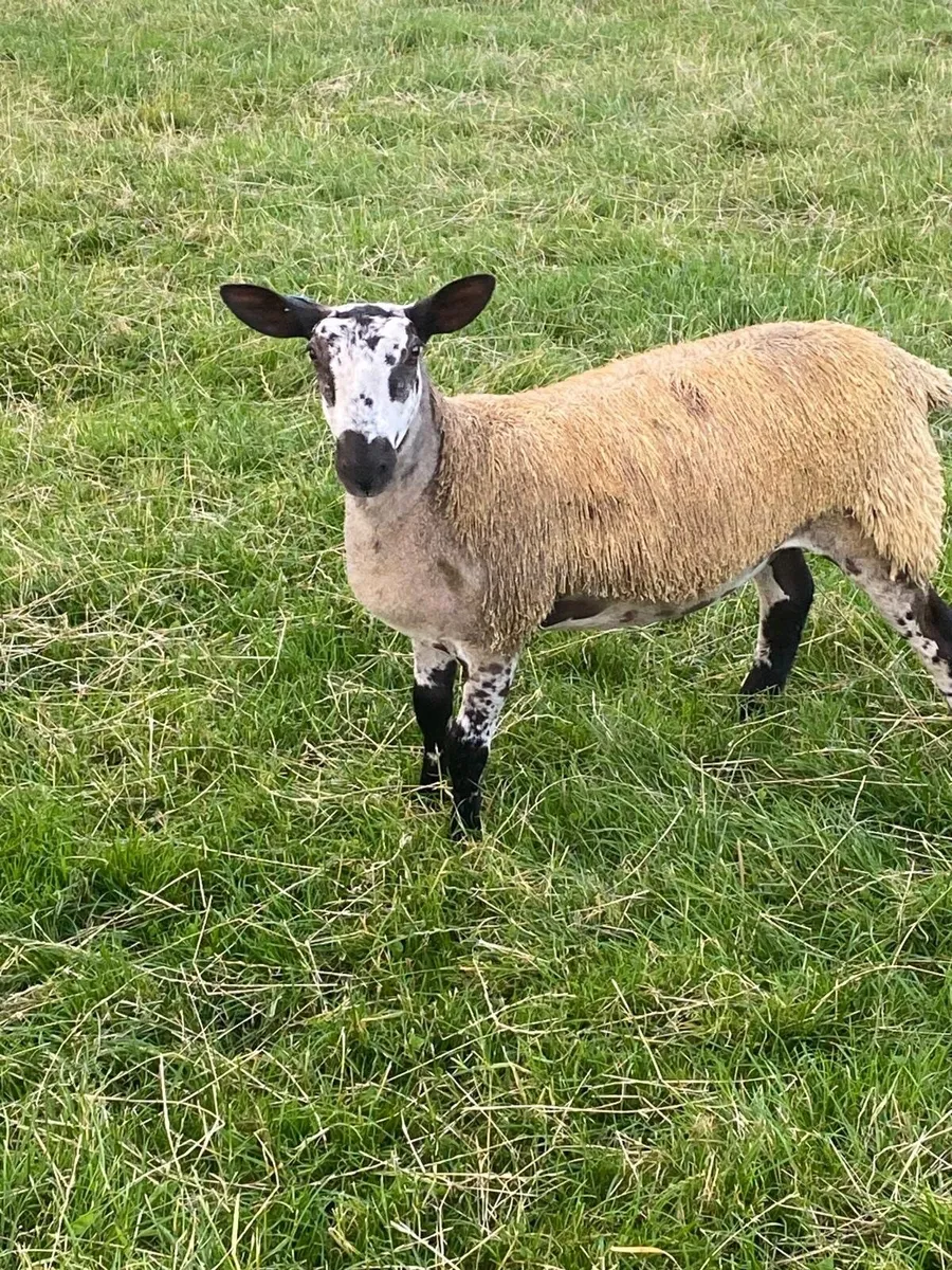 Sheep - Image 3