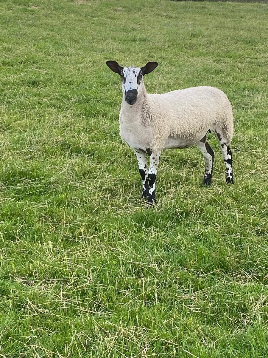 Sheep - Image 4