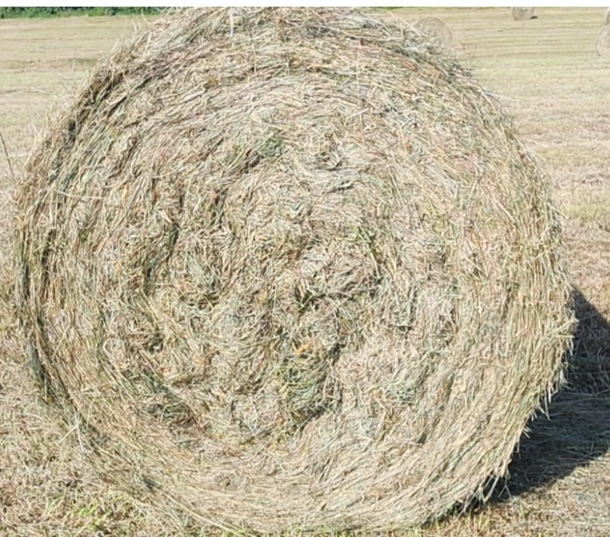 Straw and Hay - Image 2
