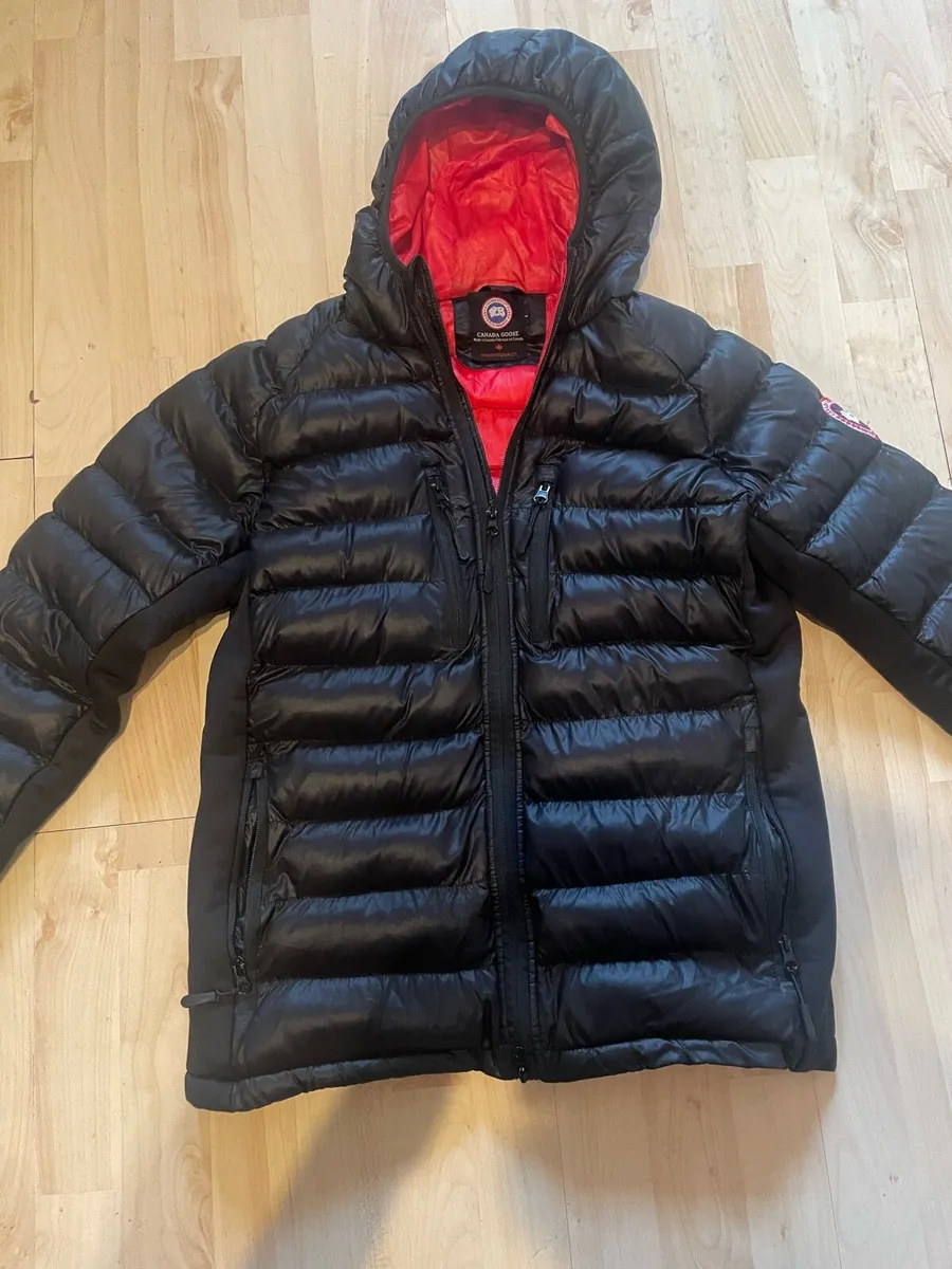 Canada goose - Image 1