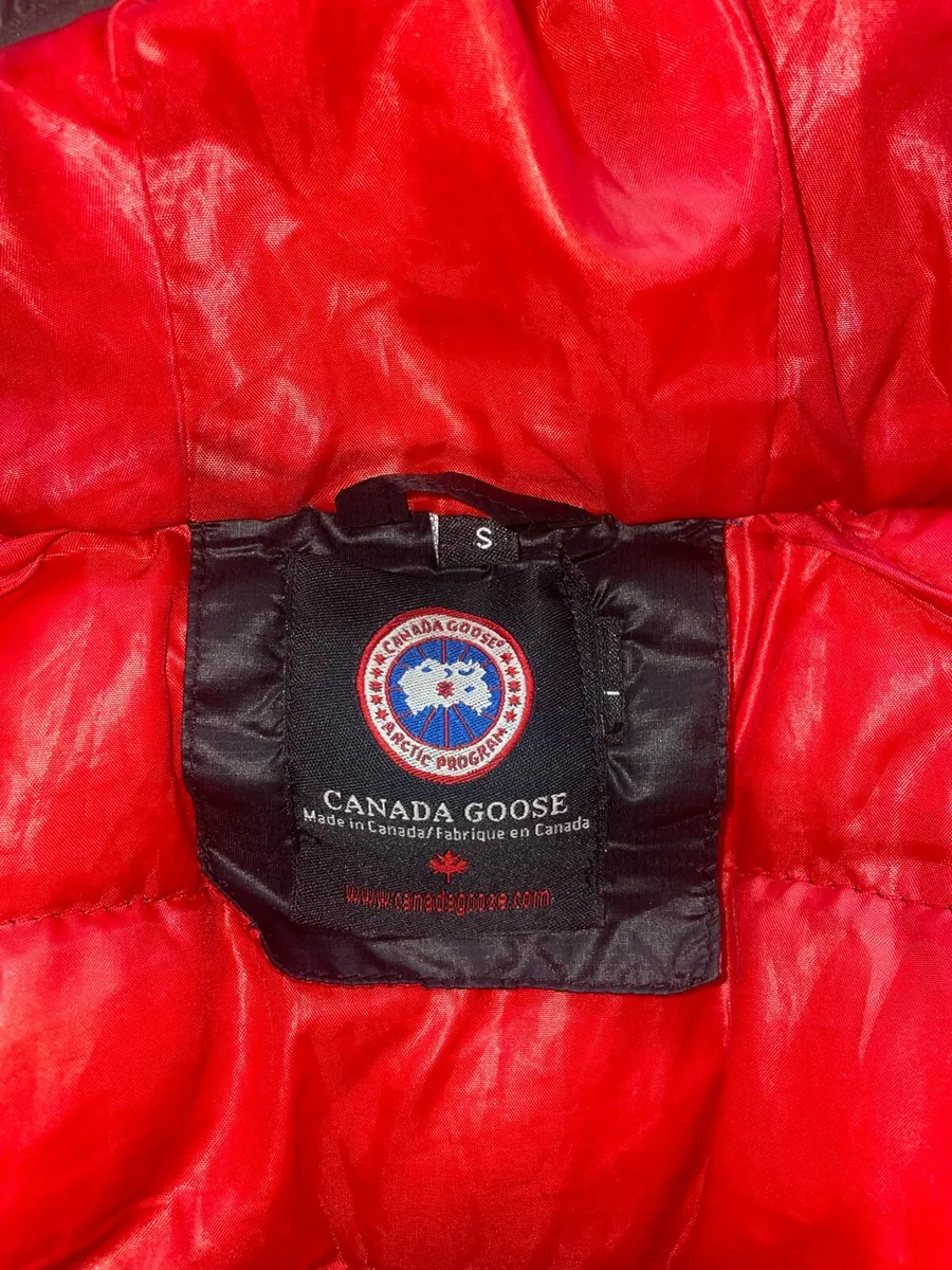 Canada goose - Image 2