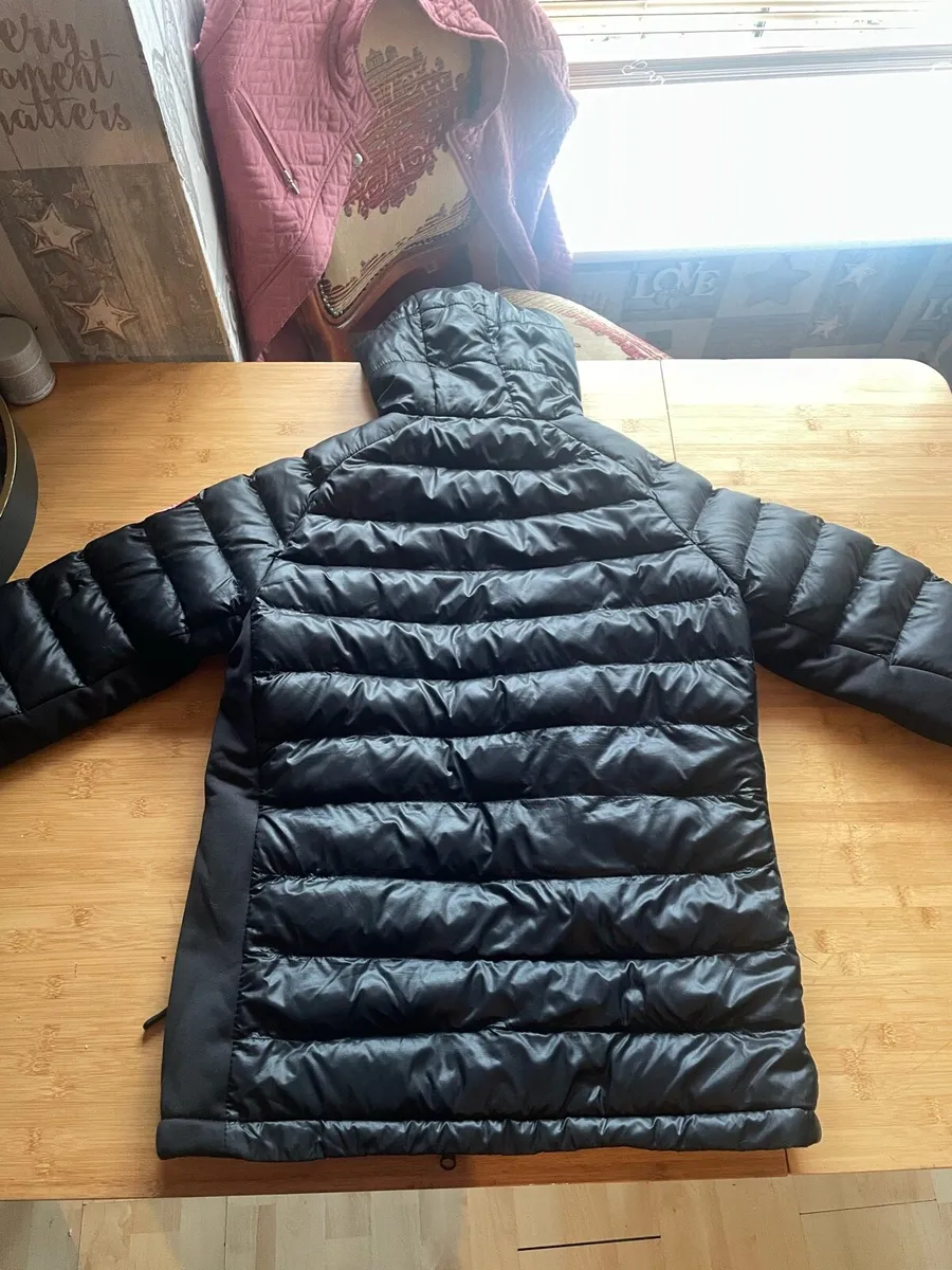 Canada goose - Image 3