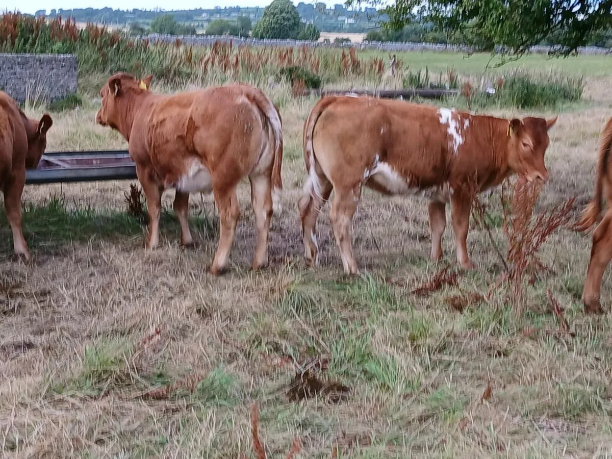 2 Super Roan Limousin Heifers - Image 1