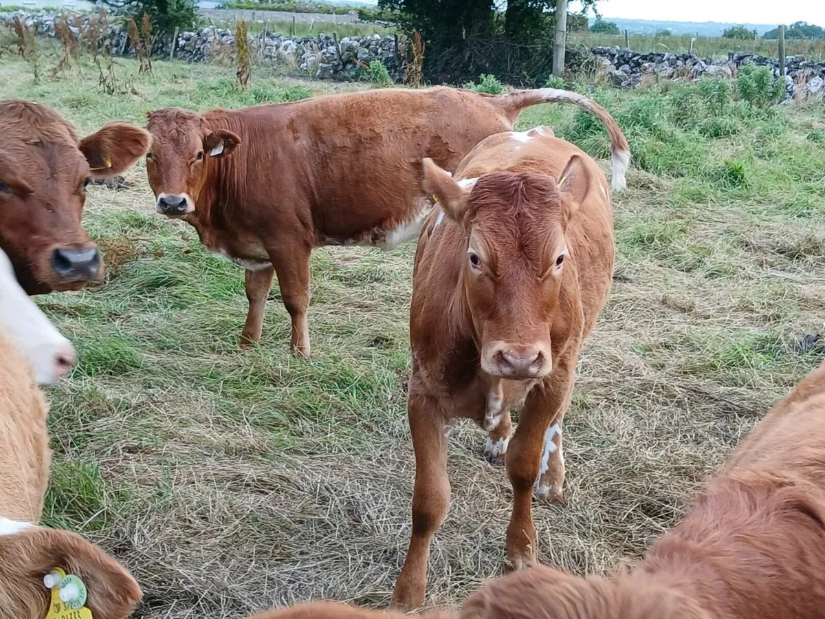 2 Super Roan Limousin Heifers - Image 2
