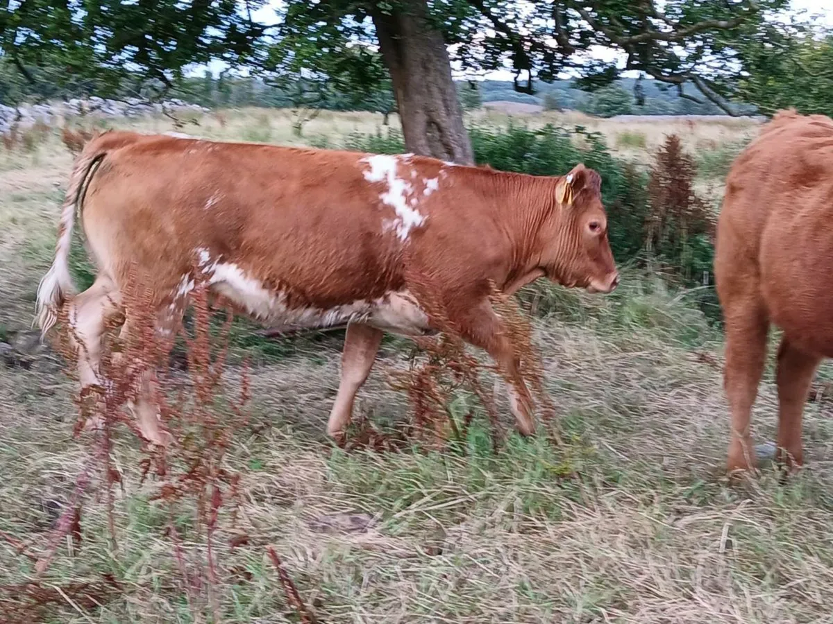 2 Super Roan Limousin Heifers - Image 3